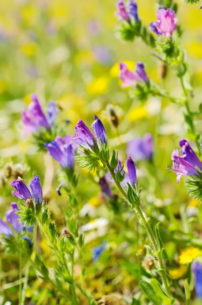 Våren rosa blommor — Stockfoto