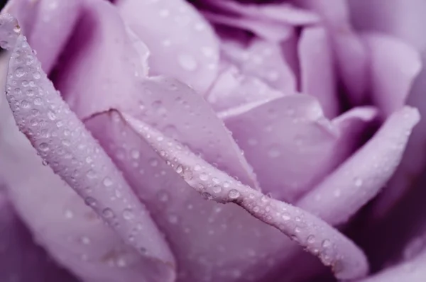 Violet rose macro — Stock Photo, Image