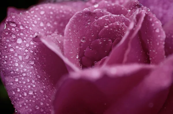 Violet rose macro — Stock Photo, Image