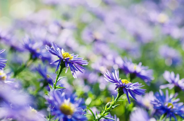 Flores violetas — Fotografia de Stock