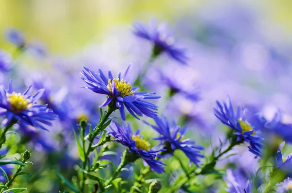 紫罗兰花 — 图库照片