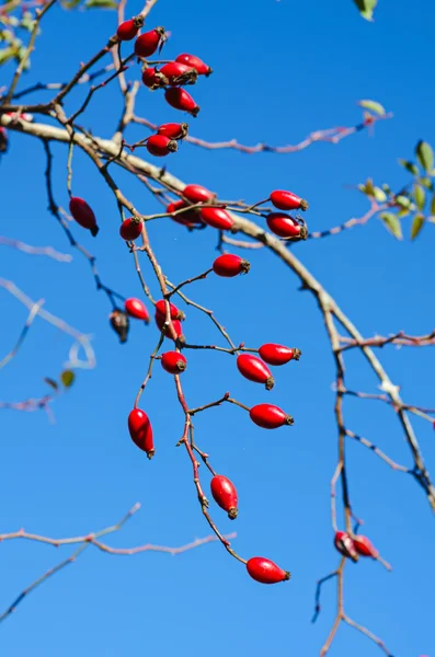 Bacche di rosa canina — Foto Stock