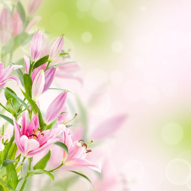 pembe lilyum arka plan