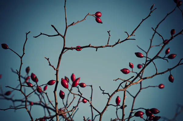 Bacche di rosa canina — Foto Stock