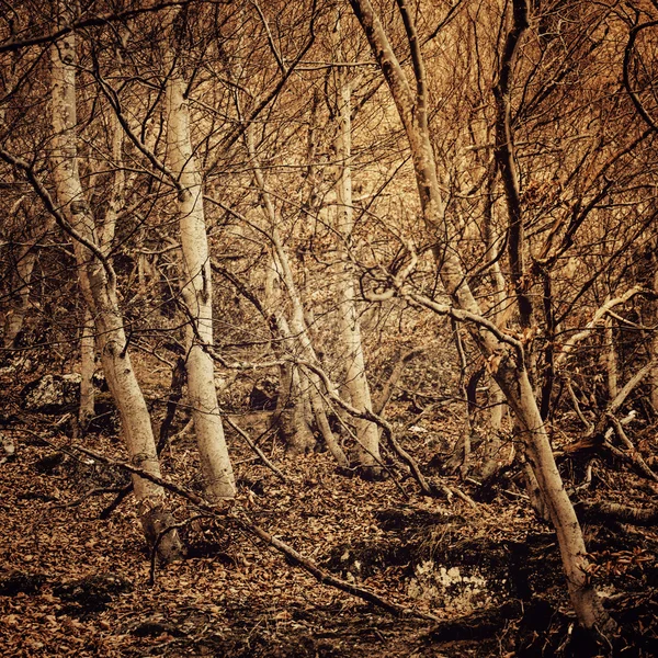 暗い神秘的な森 — ストック写真