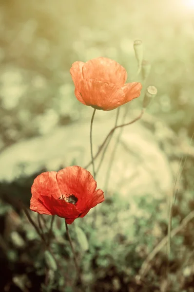 ケシの花 — ストック写真