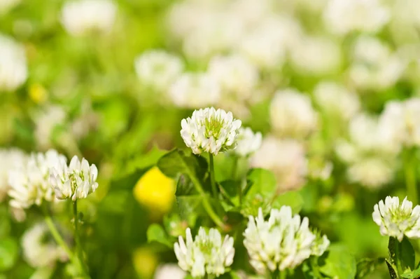 Flores blancas del ventilador — Foto de Stock