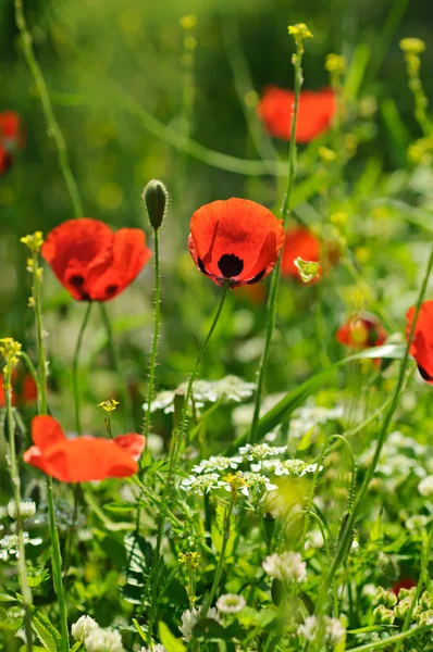 Flores de papoula — Fotografia de Stock