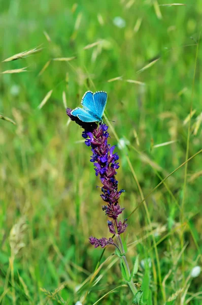 Borboleta azul em flor — Fotografia de Stock