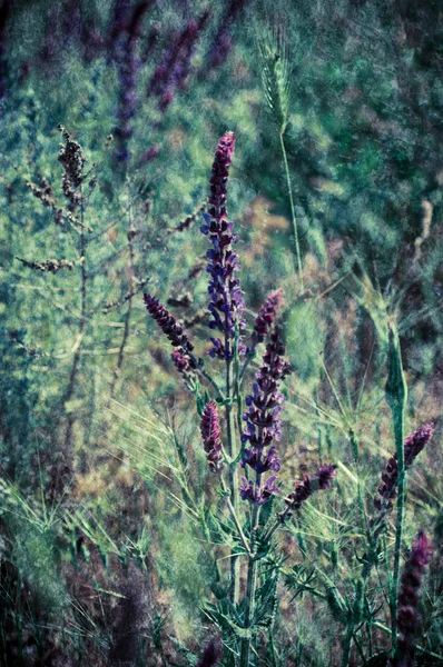 Fiore di prato viola — Foto Stock