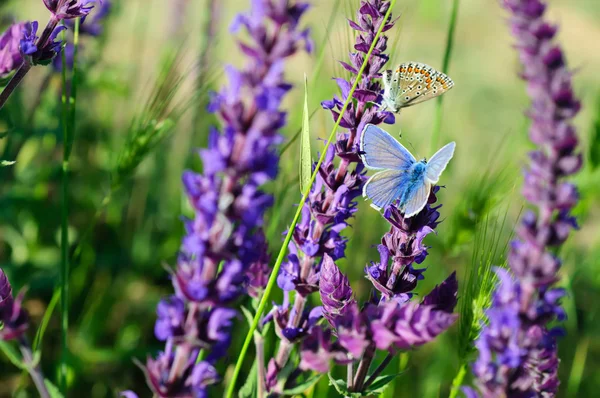 Modrý motýl na květině — Stock fotografie