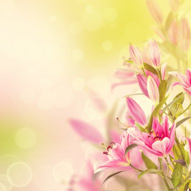 pembe lilyum arka plan