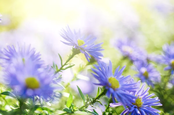 Violet flowers — Stock Photo, Image