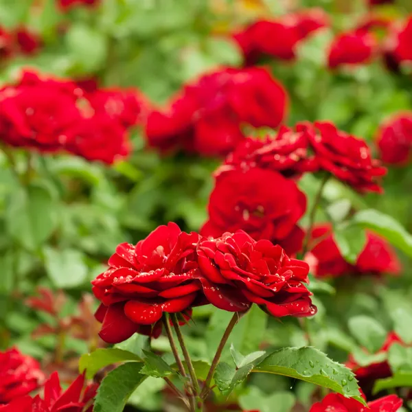 Rode rozen tuin — Stockfoto