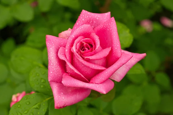 Pink rose — Stock Photo, Image