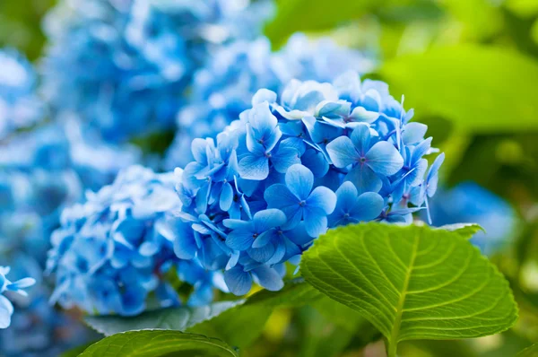 Hydrangea flowers — Stock Photo, Image