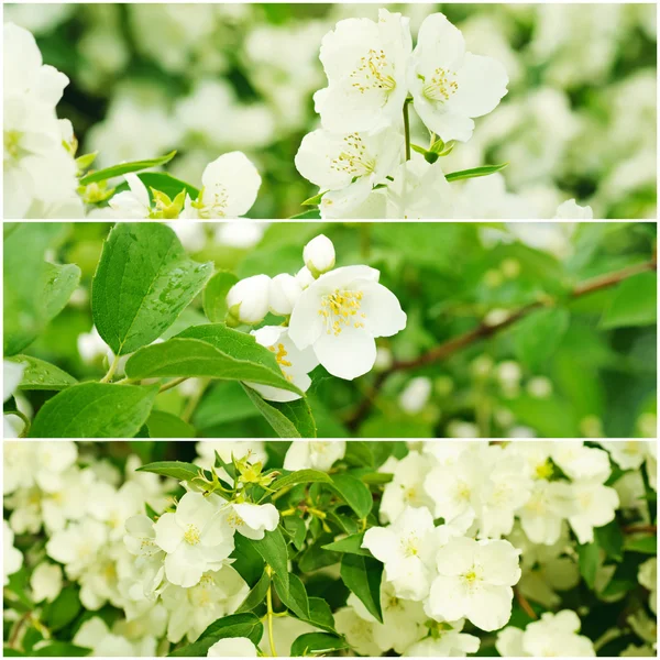 Jasmine flowers collection — Stock Photo, Image