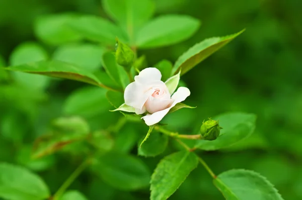 Rosa bianca — Foto Stock