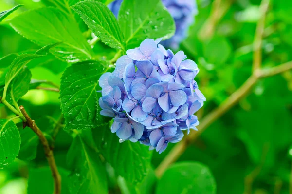 Hydrangea ανθίζει — Φωτογραφία Αρχείου