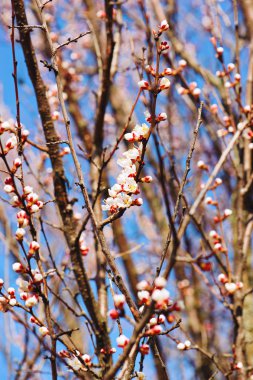 Kayısı ağacı çiçeği