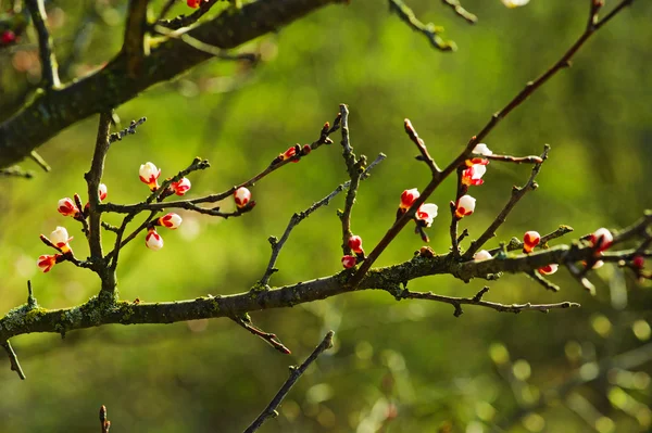 Apricot tree flower — Stock Photo, Image