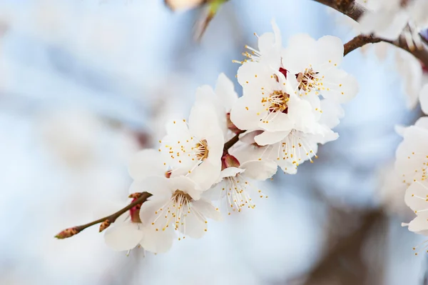 Apricot tree flower — Stock Photo, Image