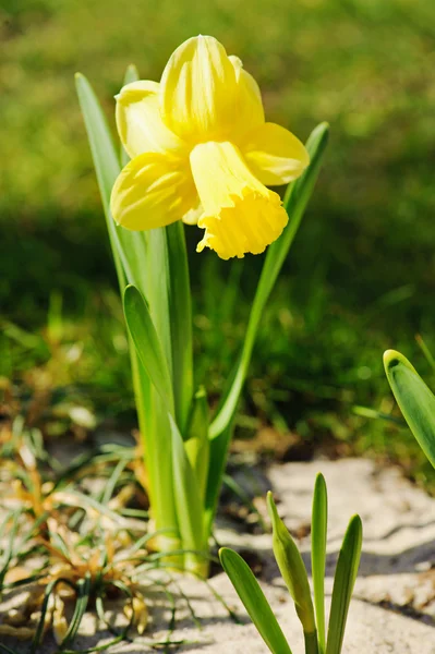 Vackra gula påskliljor — Stockfoto