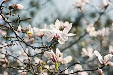 Manolya beyaz çiçekler