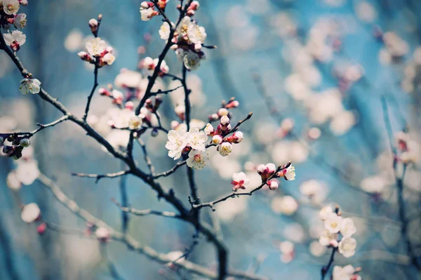 アプリコットの木の花 — ストック写真