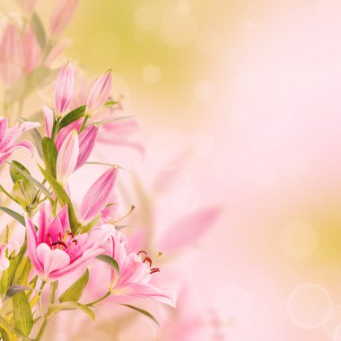 pembe lilyum arka plan