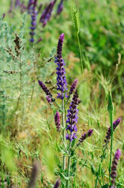 Menekşe çayır çiçek