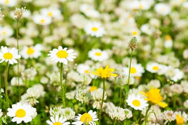 Wild camomile flowers — Stock Photo, Image