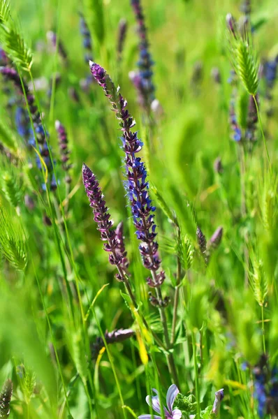 Fiore di prato viola — Foto Stock