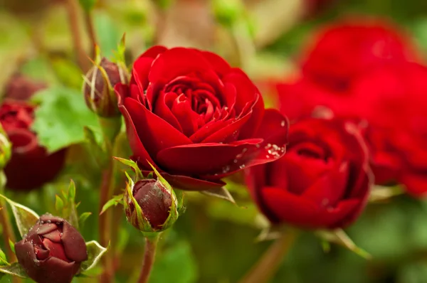 Rode rozen tuin — Stockfoto