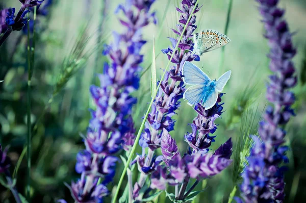 Modrý motýl na květině — Stock fotografie