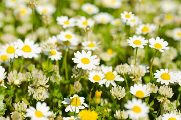 Flores de camomila selvagens — Fotografia de Stock