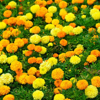 Calendula çiçek alanı