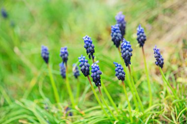 Muscari neglectum