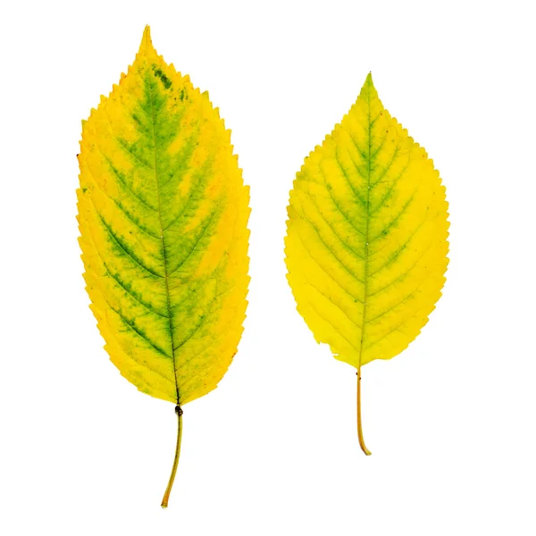 リンデンの葉 — ストック写真