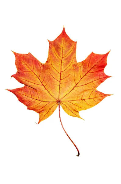 Maple leaf — Stock Photo, Image