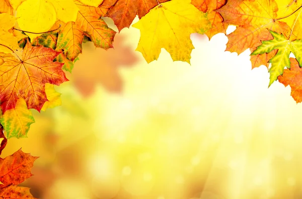 Sonbahar yaprakları çerçevesi