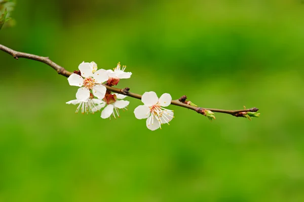 梅の花 — ストック写真