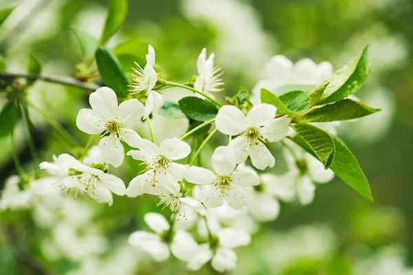 Flores de cereja — Fotografia de Stock