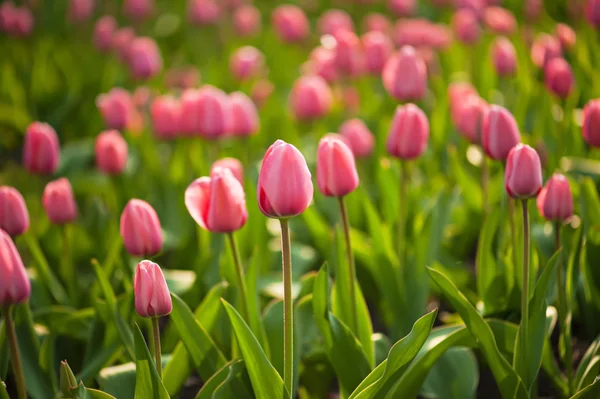 Rode mooie tulpen — Stockfoto