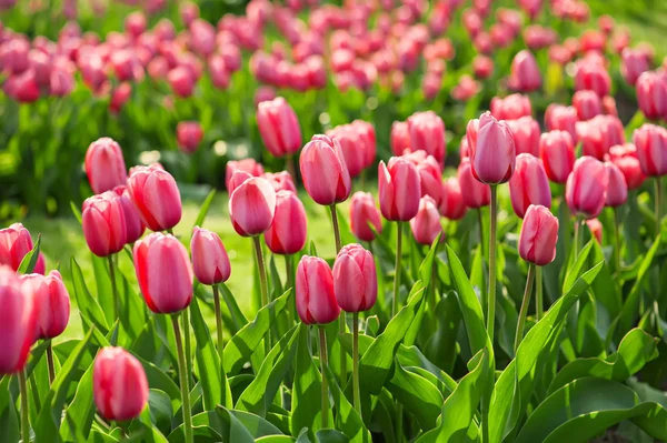 Tulipas bonitas vermelhas — Fotografia de Stock