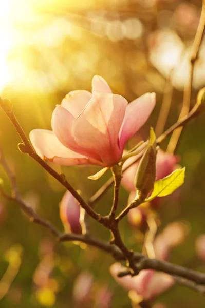 Fiori di Magnolia — Foto Stock