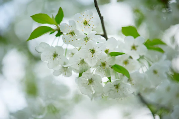 Fleurs de cerises — Photo