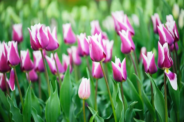 Tulipas multicoloridas — Fotografia de Stock