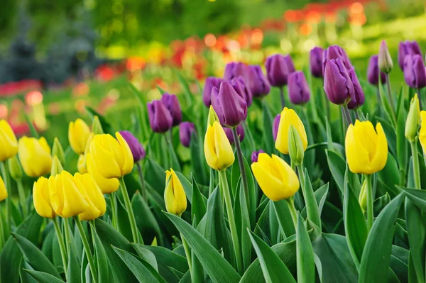 Pestrobarevné tulipány — Stock fotografie