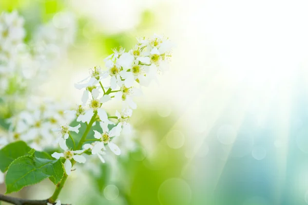 Bird-cherry tree flowers — Stock Photo, Image